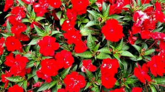 Guinea Impatiens flower photography.