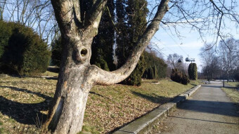 Today is already a spring day