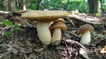 Hemileccinum depilatum - A scalloped scallop, a rare edible mushroom, where does the name come from?