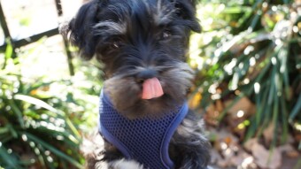 The First Week With Our New Puppy Felix