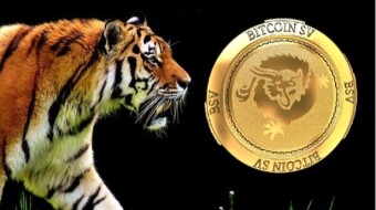 Bitcoin SV - "a cat who walks his own ways"?