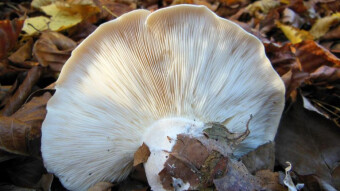 A popular late autumn mushroom - Clouded agaric