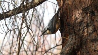 Another day in the company of birds, but a little different than usual