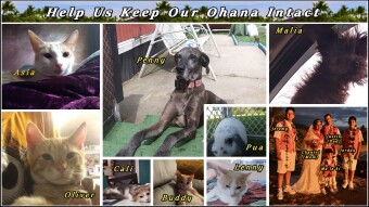Moving 8 pets, Including a Great Dane to the Big Island of Hawai'i From Pennsylvania is NOT easy...
