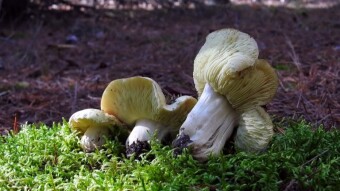 Tricholoma equestre - risky food from the forest