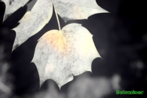 Full Spectrum Style Transfer Art - Leatherleaf