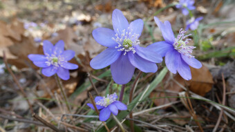 Pictures of the week, spring in Silesia, Poland