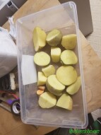 Prepping and Planting Yukon Gold Potatoes left over from the winter