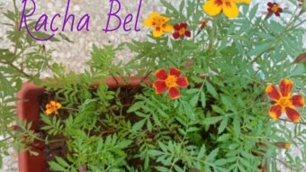 My Marigolds
