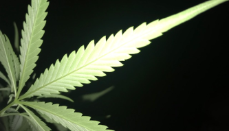 Reggae, Rasta & Marijuana