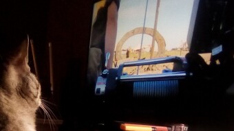 Caturday watching Stargate SG-1
