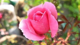 Rose flower photography.