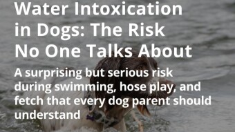 Water Intoxication in Dogs: The Risk No One Talks About