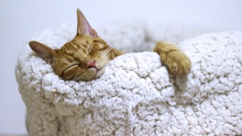 Internet Gold | Are You Having Trouble Sleeping? Not Anymore!