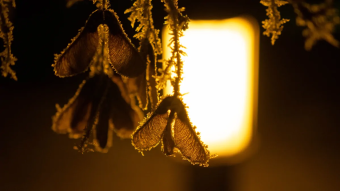 Struggling with white balance