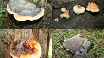 Mushroom Monday - Mushroom Photography on Vacation in the Pacific Northwest