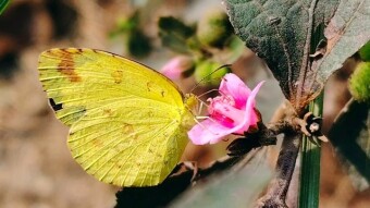 Creative Insect macro videography.