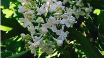 Lilacs blooming