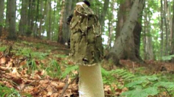 Mushrooms occurring in Europe - Phallus impudicus