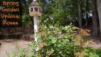 Spring Garden Update: Roses