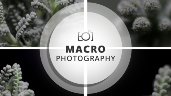 Macro Photography Session | Grey Santolina