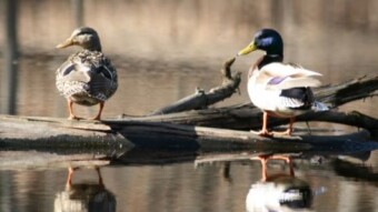 Weekend Nature Walk: Feathered friends in my favorite woods