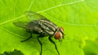 The Naughty Fly