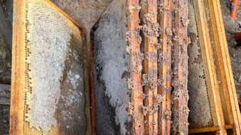 The Dark Side of Apiculture : Corpses, Maggots and Rotten Honey