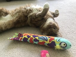 Some Feline Friday Photos for Everyone to Enjoy!