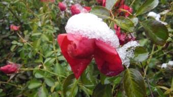 The first real blast of winter - My Actifit Report Card: December 10 2022
