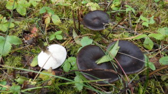 Herald of the winter - rarely picked edible mushrooms