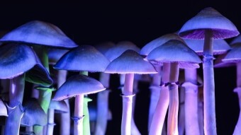 Micro-Dosing With Psilocybin