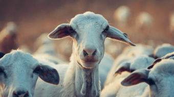Goats & gold: how cryptocurrency is money