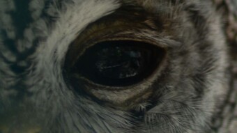 Owl Bud