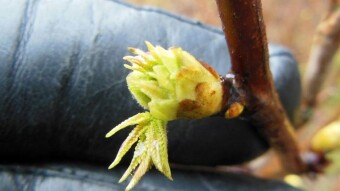 The first harbingers of spring, I'm looking forward to it - My Actifit Report Card: February 13 2023