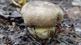 Caloboletus radicans inedible but not poisonous porcini mushrooms
