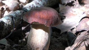 This is a very rare species and can be confused with the pine boletus - it is a dark cep or bronze bolete