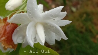 ☑ Photography of jasmine flower | Arabian vs Common