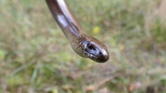 It looks like a viper, but appearances are deceiving - it is a legless lizard