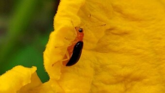 Beetle bug videography.