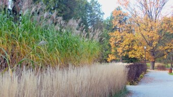 The grass is abundant - a walk through areas of the park that I haven't visited for months - My Actifit Report Card: November 14 2023