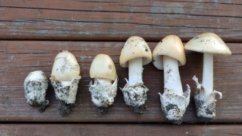 What mushrooms can I visit our kitchen at the beginning of summer? There are several controversial genres