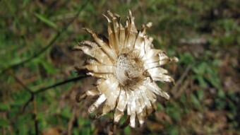 The beauty of Jurassic forest meadows - dried wildflowers