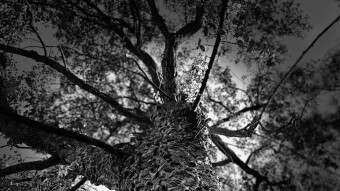 Photographic Report #1 ( Portuguese cork oak in sunny day)