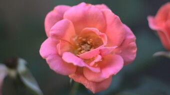 June Blooms: a little late