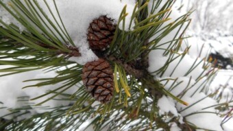During the night it rained and there was about 20 cm of snow, but it's nice - My Actifit Report Card: December 15 2022
