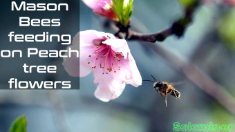 Solitary Bees feeding on Peach tree nectar