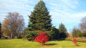 Today the morning fog quickly gave way to the sun, and beautiful colors appeared - My Actifit Report Card: November 15 2022