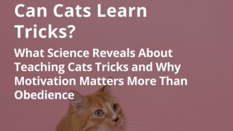 Can Cats Learn Tricks?