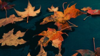 Missing fall colors already